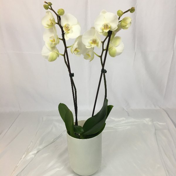 Orchideen- Single im Topf Bild 1