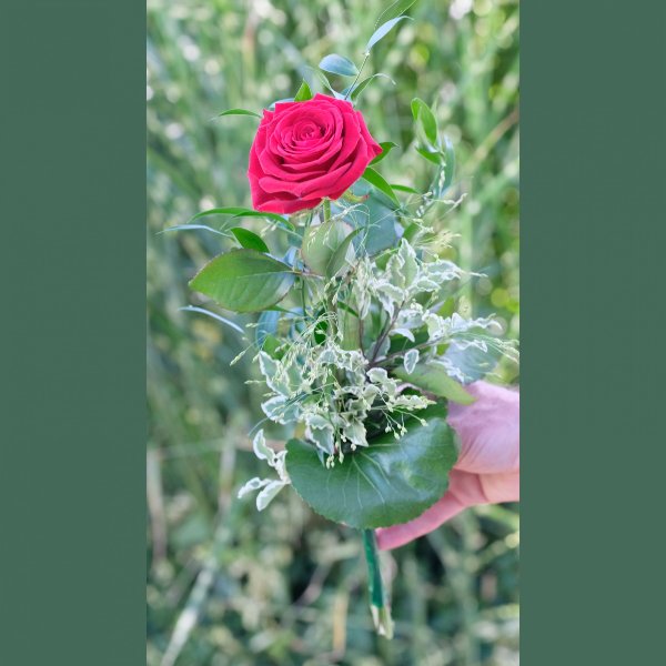 Single Rose Bild 1