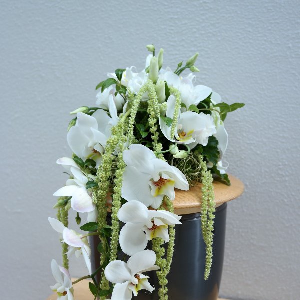Weiße Orchidee Bild 1